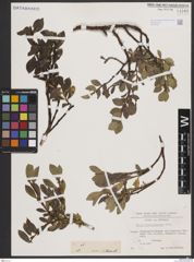 Foto von Salix breviserrata Flod.